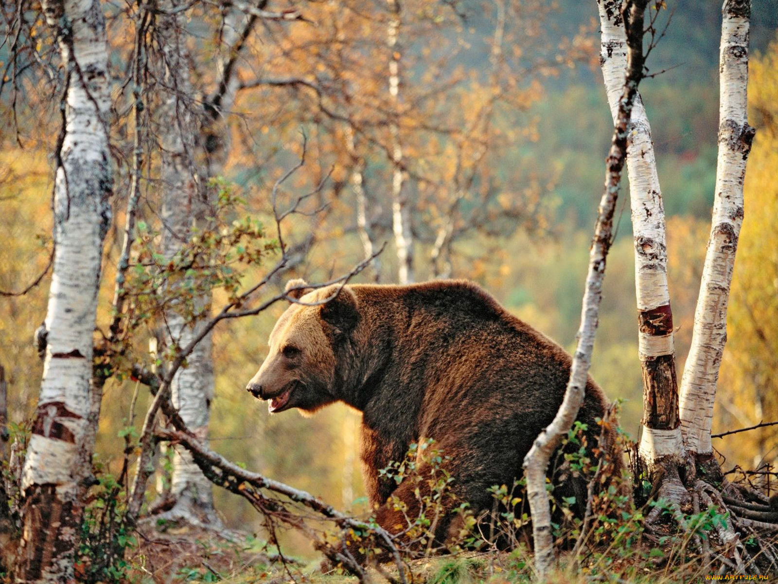 Медвежья х